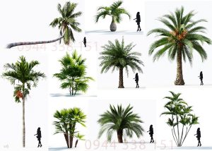 thu-vien-cay-dep-sketchup